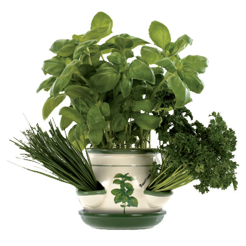 Taylors Kitchen Herb Planter