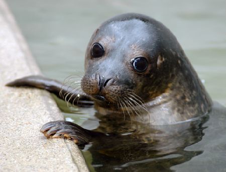 The Cornish Seal Sanctuary Gweek