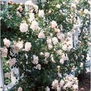 The New Dawn - Climbing Rose