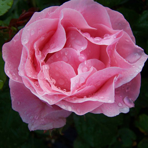 The Queen Elizabeth Floribunda Rose