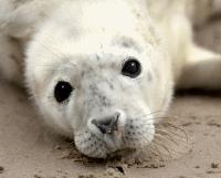 Scottish SEA LIFE Sanctuary after 3pm