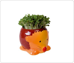 Hedgehog Cress