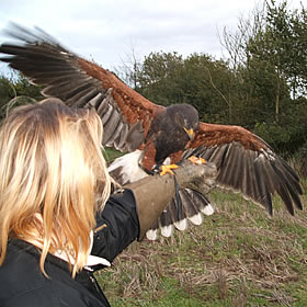 treatme.net Half Day Falconry (Billericay)