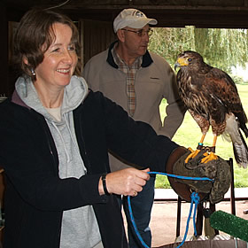 treatme.net One Hour Falconry Experience (Essex)