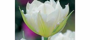 Tulip Bulbs - Exotic Emperor