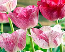 Tulip Bulbs - Hemisphere (Chameleon)