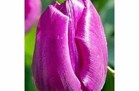 Tulip Bulbs - Purple Prince