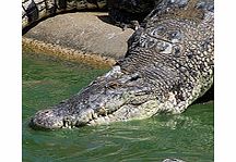 Underwater World and Crocodile Farm - Single Adult