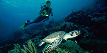 Unbranded 4 Day - Cod Hole   Northern Great Barrier Reef