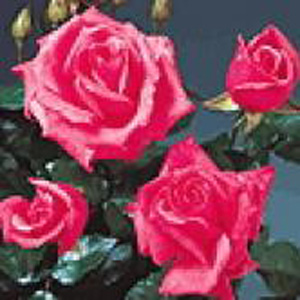 Unbranded Abbeyfield Hybrid Tea Rose