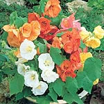 Abutilon Bella Dwarf Mixed F1 Seeds