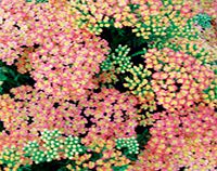 Unbranded Achillea Plant - Peachy Seduction