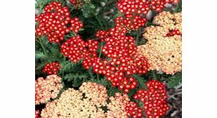 Unbranded Achillea Plant - Strawberry Seduction