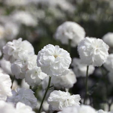 Unbranded Achillea Ptarmica Noblessa Average Seeds 90