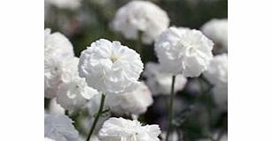 Unbranded Achillea Seeds - Ptarmica Noblessa