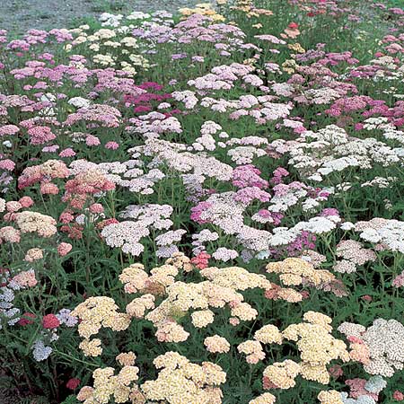 Unbranded Achillea Summer Pastels F2 Seeds (Yarrow)