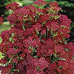 A great border plant  with ferny  aromatic foliage  crowned in summer with flat heads of densely pac