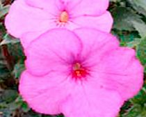 Unbranded Achimenes Plant - Crummock Water