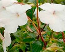 Unbranded Achimenes Plant - Jay Dee Large White