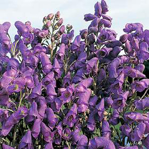 Unbranded Aconitum Carmichaelli Seeds