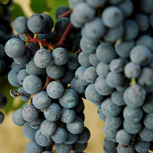 What better way to spend an afternoon in Tuscany that a scenic drive through this famous wine-produc