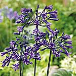 Unbranded Agapanthus Back in Black 212529.htm