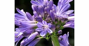 Unbranded Agapanthus Plant - Lapis Lazuli