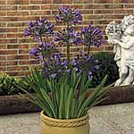 Unbranded Agapanthus Umbellatus