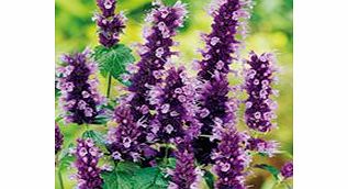 Unbranded Agastache Black Adder Plants