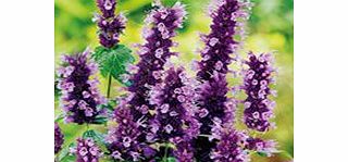 Unbranded Agastache Plant - Black Adder