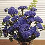 Unbranded Ageratum Blue Horizon F1 Seeds 418072.htm