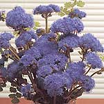 Ageratum Blue Horizon F1 Seeds