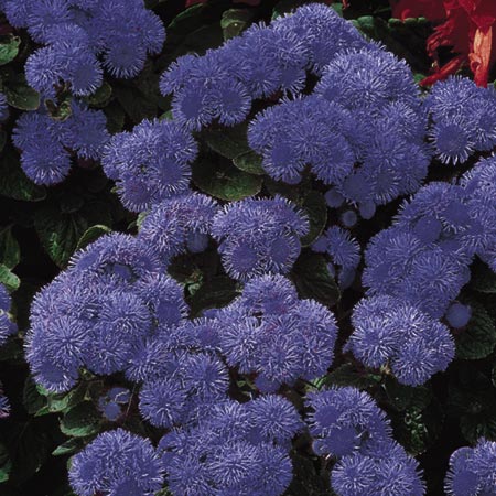 Unbranded Ageratum Blue Mink Seeds Average Seeds 800