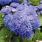 Unbranded Ageratum Blue Mist F1 Easiplants 440221.htm