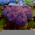 Unbranded Ageratum Blue Mist F1 Easiplants