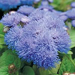 Unbranded Ageratum Blue Mist F1 Miniplants