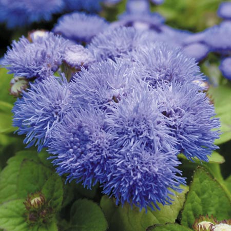 Unbranded Ageratum Blue Mist F1 Plants Pack of 45 Miniplants