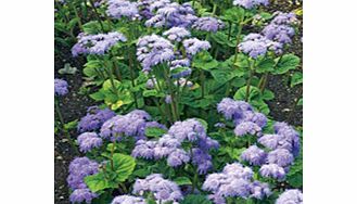 Unbranded Ageratum Seeds - Blue Horizon F1