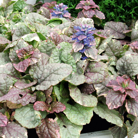 Unbranded Ajuga Burgundy Glow Pack of 3 Potted Plants