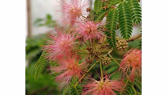 Unbranded Albizia - Julibrissin Rosea