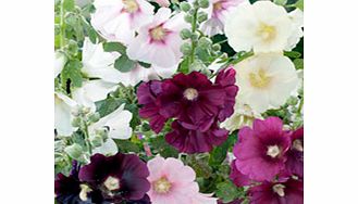 Unbranded Alcea Plants - Cabaret