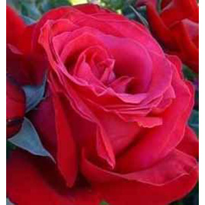 Unbranded Alecs Red Hybrid Tea Rose (pre-order now)