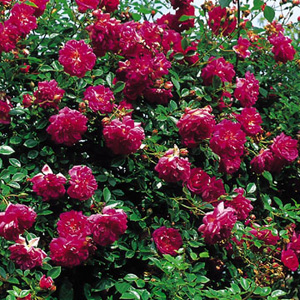 Unbranded Alexandre Girault - Climbing Rose ** AUTUMN PRE