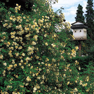 Unbranded Alister Stella Grey - Climbing Rose