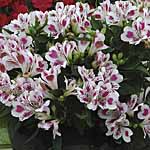 Unbranded Alstroemeria Inticancha Potted Plants -