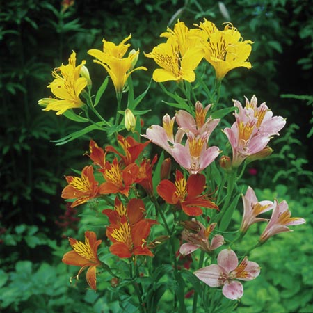 Unbranded Alstroemeria Ligtu Hybrids Seeds (Peruvian Lily)