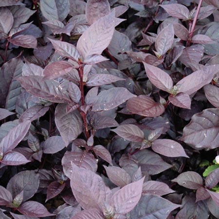 Unbranded Alternanthera Purple Knight Seeds 10 Seeds