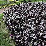 Unbranded Alternanthera Purple Knight Seeds 418242.htm