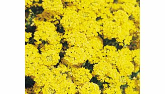 Unbranded Alyssum Montanum Mountain Gold Seeds