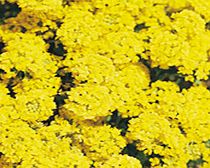 Unbranded Alyssum montanum Seeds - Mountain Gold